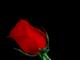 Free Online Dating